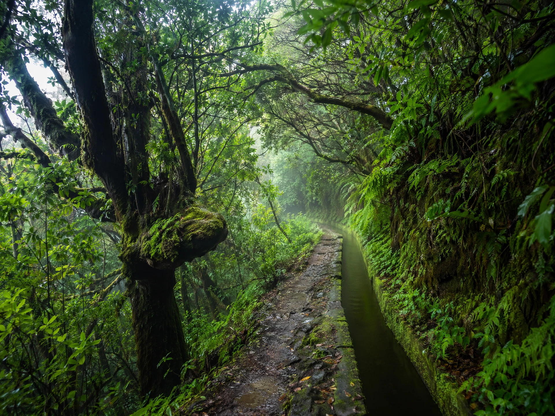 Grüner Levada-Wanderweg durch den subtropischen Lorbeerwald von Madeira